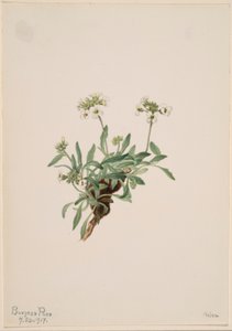Arabis drummondii af Mary Vaux Walcott