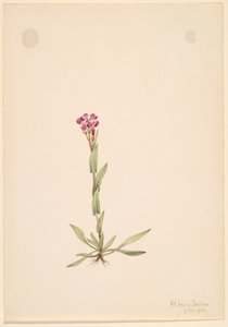 Arabis lyallii, 1916. af Mary Vaux Walcott