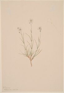 Arenaria formosa af Mary Vaux Walcott