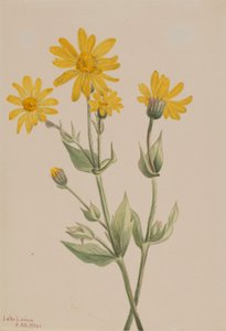 Arnika (Arnica latifolia) af Mary Vaux Walcott