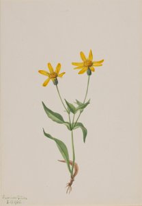 Arnica alpina af Mary Vaux Walcott