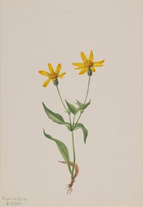 Arnica alpina, 1905. af Mary Vaux Walcott