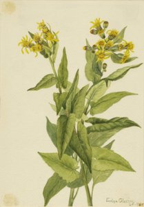 Arrowleaf Groundsel Senecia triangularis, 1916. af Mary Vaux Walcott