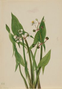 Arum pilespids (Sagittaria cuneata) af Mary Vaux Walcott
