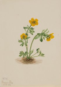 Avalanche Buttercup Ranunculus suksdorfii, 1919. af Mary Vaux Walcott