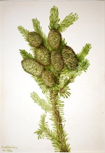 Balsam Fir (Albies fraseri) af Mary Vaux Walcott