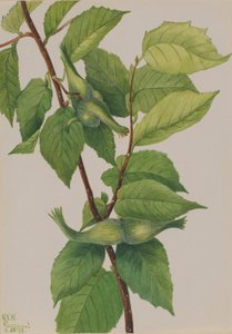 Næbhasselnød Corylus rostrata, 1932. af Mary Vaux Walcott
