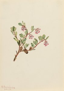 Bjørnebær (Arctostaphylos uva-ursi) af Mary Vaux Walcott