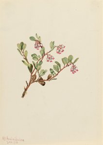 Bjørnebær Arctostaphylos uva-ursi, 1916. af Mary Vaux Walcott