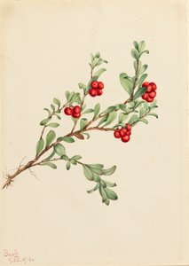 Bjørnebær Arctostaphylos uva-ursi, 1916. af Mary Vaux Walcott