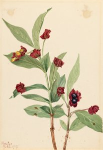 Bjørnebær-kaprifolium (Lonicera involucrata)