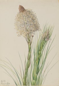 Bjørnegræs Xerophyllum tenax, 1924. af Mary Vaux Walcott