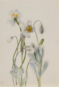 Bjørnevalmue (Arctomecon merriami)