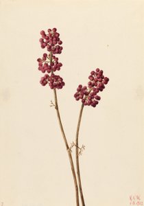Skønhedsbær (Callicarpa americana) af Mary Vaux Walcott