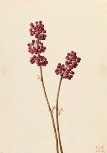 Beauty Berry Callicarpa americana, 1923. af Mary Vaux Walcott