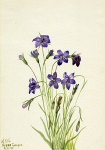 Klokkeblomst (Campanula) af Mary Vaux Walcott