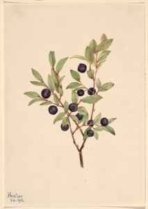 Stor skvalderkål (Vaccinium membranaceum) af Mary Vaux Walcott
