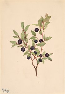 Big Whortleberry Vaccinium membranaceum, 1916. af Mary Vaux Walcott