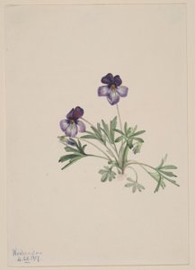 Fuglefodsviol (Viola pedata) af Mary Vaux Walcott