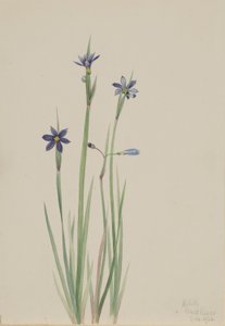 Blåøjet græs (Sisyrinchium angustifolium) af Mary Vaux Walcott
