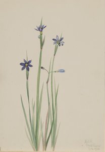 Blåøjet græs Sisyrinchium angustifolium, 1920. af Mary Vaux Walcott