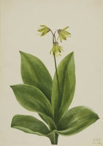 Blå perle (Clintonia borealis) af Mary Vaux Walcott