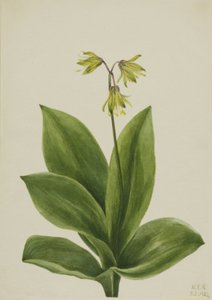 Blue Bead Clintonia borealis, 1924. af Mary Vaux Walcott