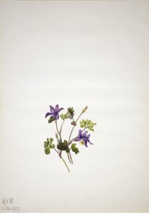 Blå akeleje (Aquilegia saximontana) af Mary Vaux Walcott