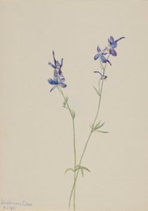 Blå lærkespore (Delphinium nuttallianum) af Mary Vaux Walcott