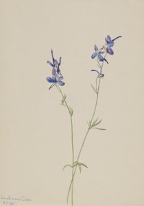 Blå lærkespore Delphinium nuttallianum, 1905. af Mary Vaux Walcott