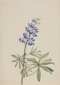 Blå Lupin Lupinus argenteus, 1915. af Mary Vaux Walcott