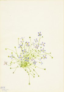 Blåhat (Houstonia serpyllifolia) af Mary Vaux Walcott