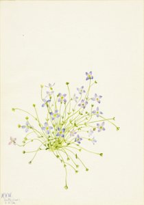 Bluets Houstonia serpyllifolia, 1934. af Mary Vaux Walcott