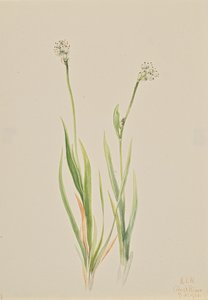 Bog-Asphodel Tofieldia intermedia, 1920. af Mary Vaux Walcott