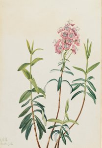 Bog Kalmia Kalmia polifolia, 1922. af Mary Vaux Walcott