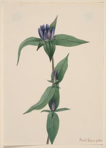 Flaske-ensian (Gentiana saponaria) af Mary Vaux Walcott