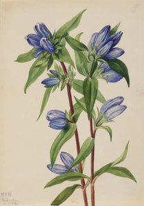 Flaske-ensian (Gentiana saponaria) af Mary Vaux Walcott