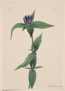 Flaske Gentian Gentiana saponaria, 1905. af Mary Vaux Walcott
