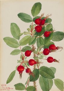 Bourgeau Rose Rosa bourgeauiana, 1923. af Mary Vaux Walcott