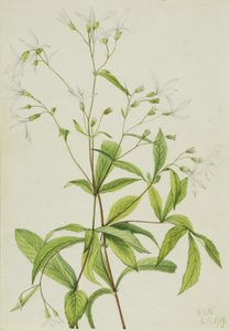 Bowmansrod (Porteranthus trifoliatus) af Mary Vaux Walcott