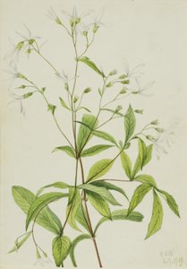 Bowmansroot Porteranthus trifoliatus, 1919. af Mary Vaux Walcott