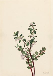 Hyldebær (Gaylussacia brachycera) af Mary Vaux Walcott