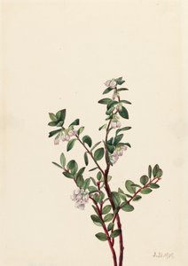 Æske Huckleberry Gaylussacia brachycera, 1919. af Mary Vaux Walcott