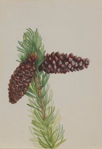 Bristle-Cone Pine (Pinus aristata) af Mary Vaux Walcott