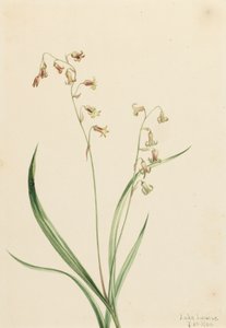 Bronzeklokker af Western Stenanthium, 1906. af Mary Vaux Walcott