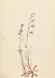 Bæklobelie (Lobelia kalmii) af Mary Vaux Walcott