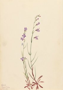 Brook Lobelia Lobelia kalmii, 1923. af Mary Vaux Walcott