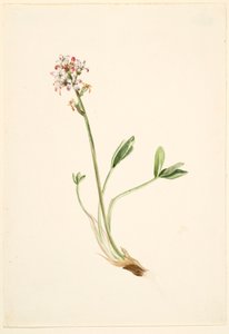 Bukkeblad (Menyanthes trifoliata) af Mary Vaux Walcott