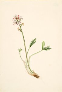 Bukkebønner Menyanthes trifoliata, ca. 1900-1920. af Mary Vaux Walcott