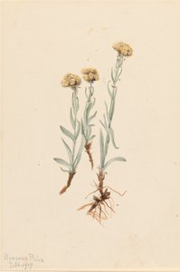 Buff Pussytoes Antennaria luzuloides, 1917. af Mary Vaux Walcott